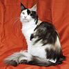 100px-Maine_Coon_female