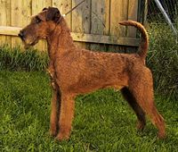 200px-Irish-terrier