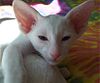 Oriental_Shorthair_Blue_Eyed_White_cat_(juvenile)