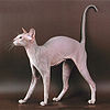 Tamila_the_lilac_tabby_Peterbald_cat