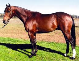 Aust Stock Horse